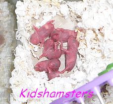 Törpehörcsög gyerek Kidshamsters